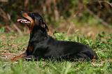 PINSCHER NAIN 079